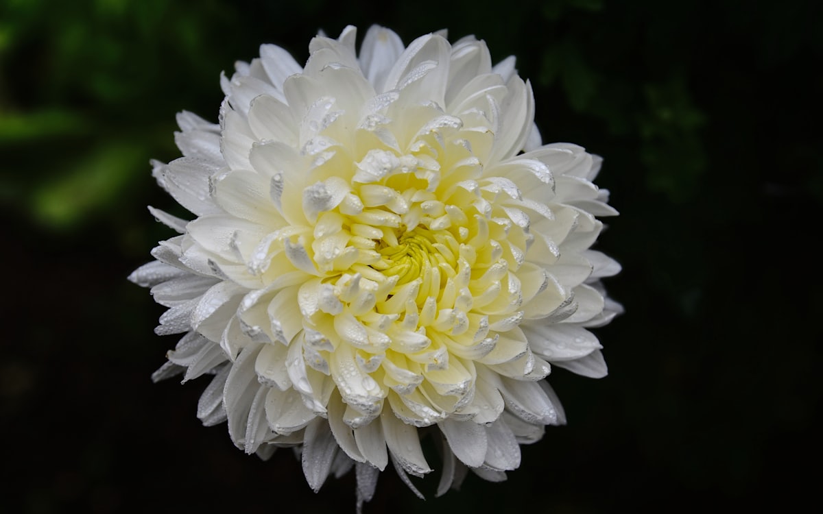 白い菊の花